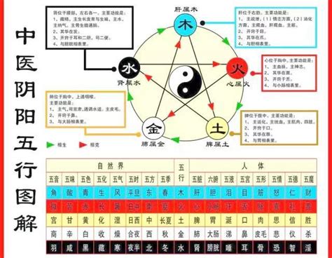 肝屬木|中醫的五行與五臟，為什麼肝會屬於木呢？